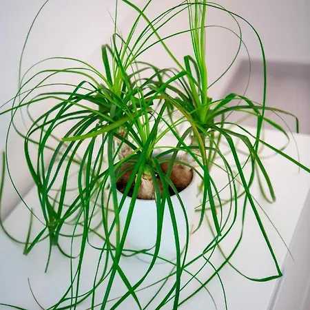 Lejlighed Yourhome - Casa Ivi