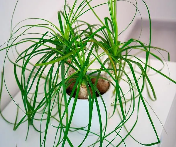 Апартаменти Yourhome - Casa Ivi